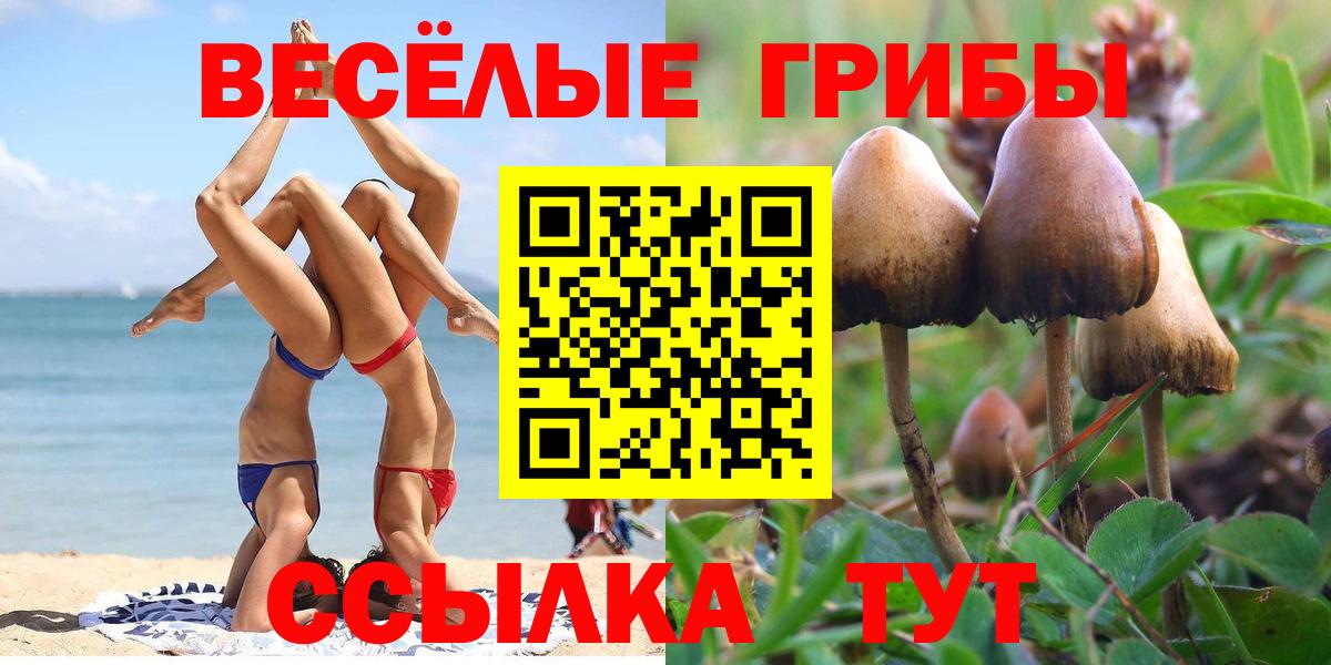 Псилоцибиновые грибы Psilocybe Киселёвск
